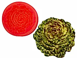 Küçük Şakayik Silikon Mum Kalıbı M-140